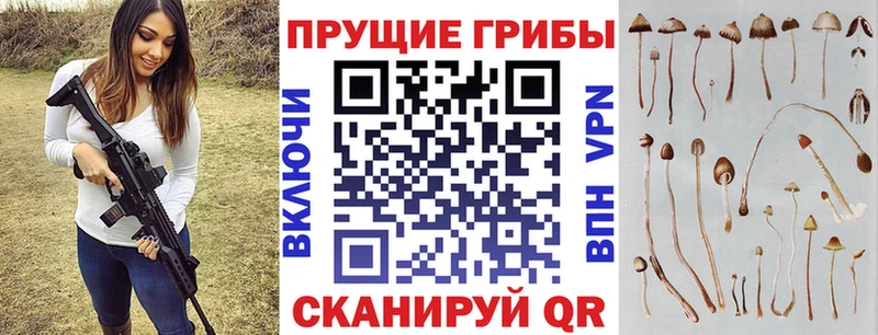Псилоцибиновые грибы Psilocybe  Купить закладки  Заполярный 